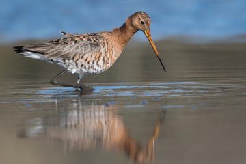 Black-tailed godwits (Limosa limosa) standing in shallow water of the wetlands, photo was taken in the Netherlands.