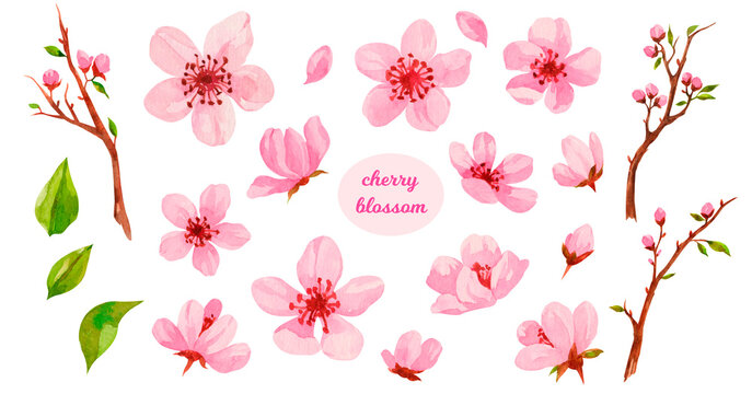 Watercolor Cherry blossom flowers, hand painted japanese sakura flowers. spring pink flowers