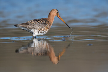 Black-tailed godwits (Limosa limosa) standing in shallow water of the wetlands, photo was taken in the Netherlands.