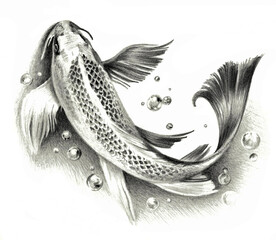 Sketch - Japanese koi fish isolated on a white background. Pencil drawing