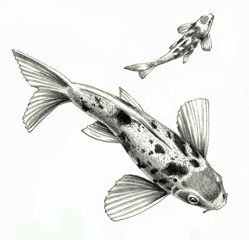 Japanese koi fish isolated on a white background. Pencil drawing, sketch