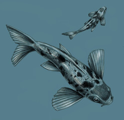 Japanese koi fish isolated on a blue background. Pencil drawing, sketch