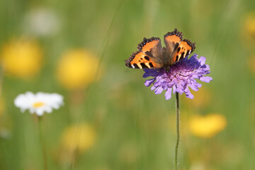 Schmetterling an einer lila Blüte