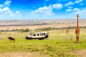 Wild giraffe and wildebeest near safari car in Masai Mara National Park, Kenya. Safari concept. African travel landscape