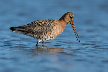 Black-tailed godwits (Limosa limosa) standing in shallow water of the wetlands, photo was taken in the Netherlands.