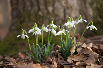 Common snowdrops (Galanthus nivalis) on natural forest ground.