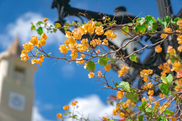 tree on the street in the Dominican Republic