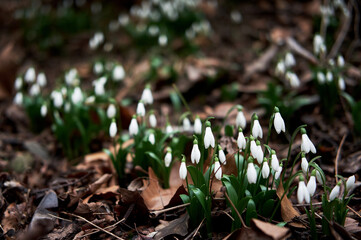 First wild spring flowers showed their leaves and petals after hibernation. White snowdrops grow in forest in clearing. Horizontal floral banner with space for text and soft bokeh.