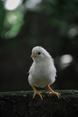 baby chicken in a nest