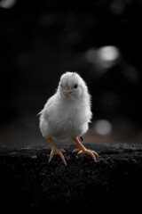 baby chicken on the beach