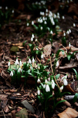 First wild spring flowers showed their leaves and petals after hibernation. White snowdrops grow in forest in clearing.
