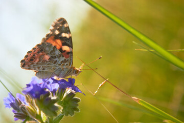 Close-up view of a beautiful Butterfly Drawn by Lady (Vanessa Cardui, Family: Nymphalids) on a blue flower in a meadow in the wild.