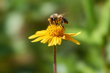 Biene an einer gelben Blüte
