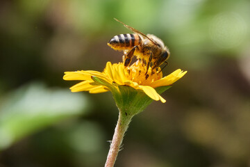 Biene an einer gelben Blüte