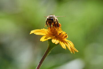 Biene an einer gelben Blüte