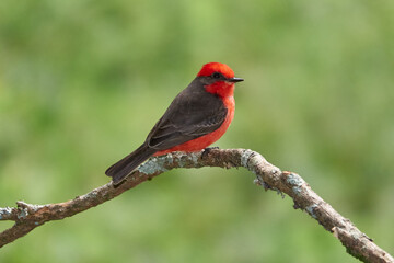 Männliches Rubinköpfchen - Pyrocephalus rubinus