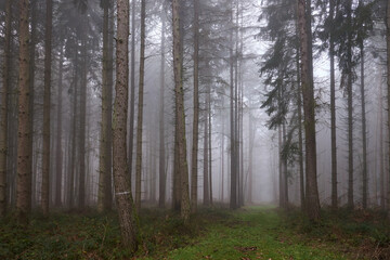 Licht und Schatten im nebligen Winterwald