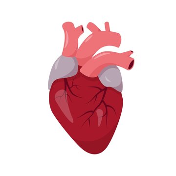 Human heart anatomy on white background.