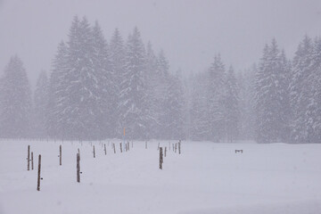 Starker Schneefall in den Alpen