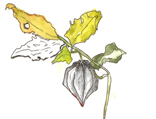 botanical illustration. physalis with leaves