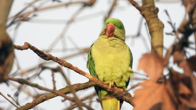 Gro&szlig;er Alexandersittich (Psittacula eupatria) in Wiesbaden im Schlosspark Biebrich