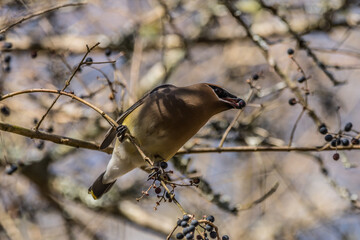Cedar waxwing eating berries closeup