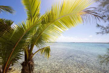 Palm Trees on a tropical island