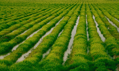Plantation agricultural field. Agro-industry, agriculture, growing food vegetables. Cultivation and care, harvest in late spring.
