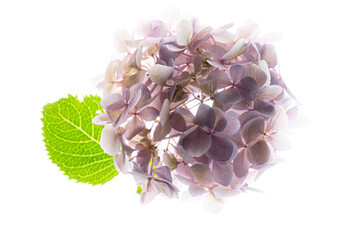 pink hydrangea on the white background