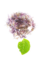 pink hydrangea on the white background