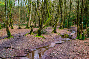 Brittany, France; February 17, 2021: Val sans retour, Val perilleux or Val des faux amants, fairy forest of Brocéliande, Tréhorenteuc in the Morbihan.


