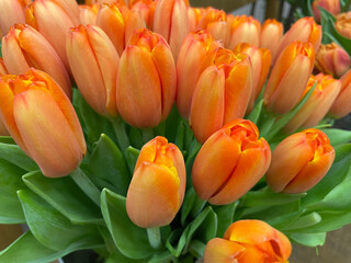 Fototapeta premium bouquet of fresh orange tulips 