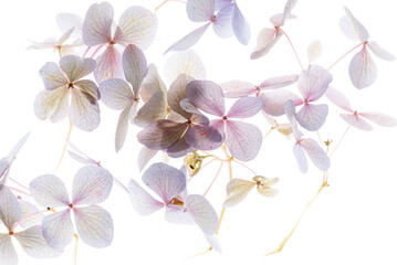 pink hydrangea on the white background
