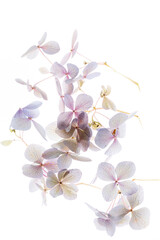 Fototapeta na wymiar pink hydrangea on the white background
