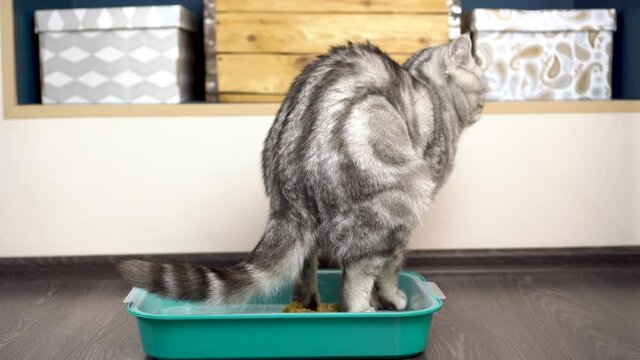 A gray British cat poops in a tray. Cat toilet in the room.