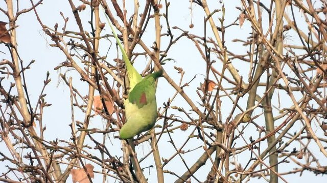 Gro&szlig;er Alexandersittich (Psittacula eupatria) in Wiesbaden im Schlosspark Biebrich