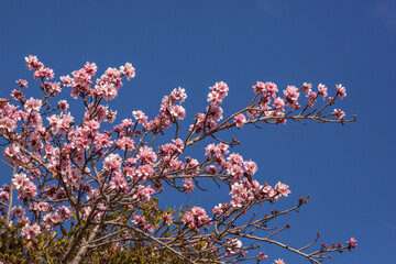 Almond blossom flowers