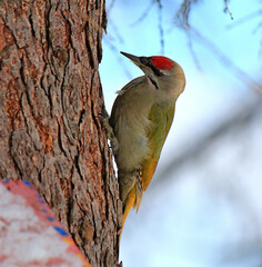 unusual green woodpecker busy with work process