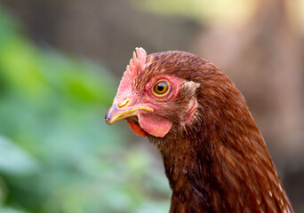 Portrait of brown chicken on a farm, outdoors.