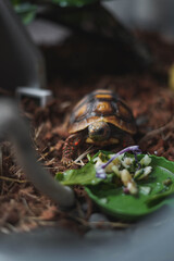 photograph of a baby Carbonarian ground trotuga feeding in its terrarium
