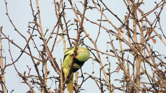 Gro&szlig;er Alexandersittich (Psittacula eupatria) in Wiesbaden im Schlosspark Biebrich