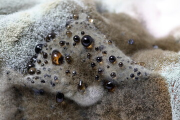 Homemade quince spoiled with mold