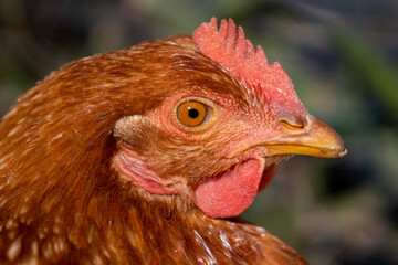 Portrait of brown chicken on a farm, outdoors.