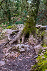 Brittany, France; February 17, 2021: a very strange tree in the fairytale forest of Brocéliande, Tréhorenteuc in the Morbihan.