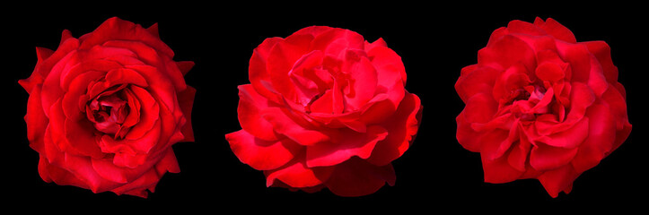 Three red roses. Isolated flowers on a black background. Lush rosebuds with beautiful petals 