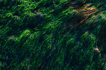 green seaweed backgraund - obrazy, fototapety, plakaty