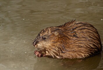 Musquash in the creek, Ontario 