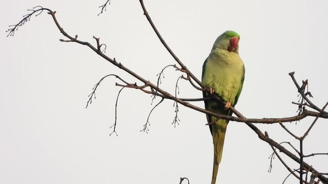 Gro&szlig;er Alexandersittich (Psittacula eupatria) in Wiesbaden im Schlosspark Biebrich
