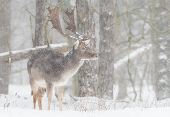 Naklejka na ściany i meble Fallow deer in the snowy world with freshly fallen snow. Photographed in the dunes of the Netherlands.