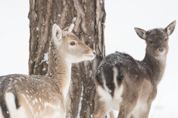 Fallow deer in the snowy world with freshly fallen snow. Photographed in the dunes of the Netherlands.